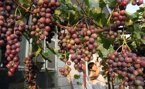 风水树有哪些_常见宅院风水树有哪些,第6张 风水树有哪些_常见宅院风水树有哪些,第6张